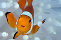   clownfish closeup Canon 450D 100mm Macro Kenko 2x TC  